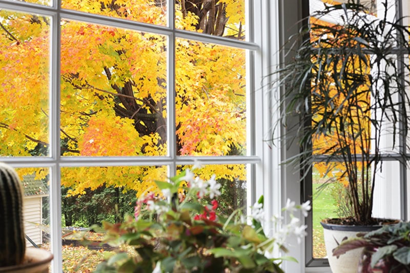 First person view of fall leaves outdoors and plants in home to improve indoor air quality.